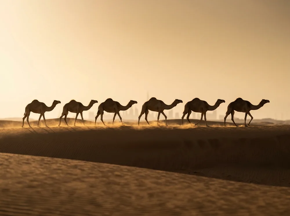 Travel agency in Dubai